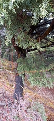 Cupressus torulosa
