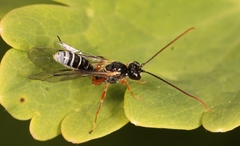Smicroplectrus quinquecinctus