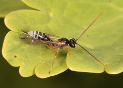 Smicroplectrus quinquecinctus