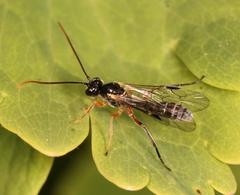 Smicroplectrus quinquecinctus
