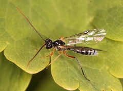 Smicroplectrus quinquecinctus