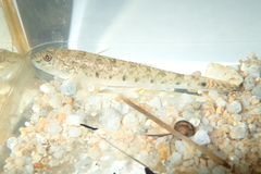 Acanthogobius hasta