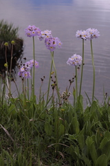 Primula auriculata