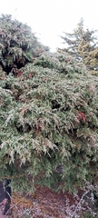 Cupressus torulosa
