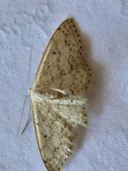 Scopula lactaria