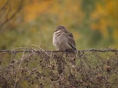 Columbina picui