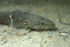 Butis humeralis
