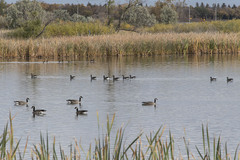 Branta canadensis