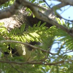 Cercopithecus mitis opisthostictus
