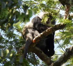 Cercopithecus mitis opisthostictus