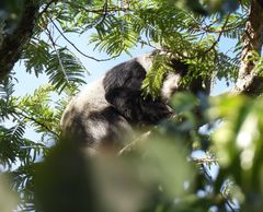 Cercopithecus mitis opisthostictus