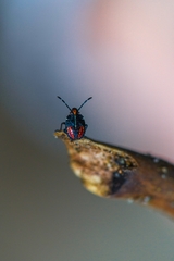 Sinopla perpunctatus