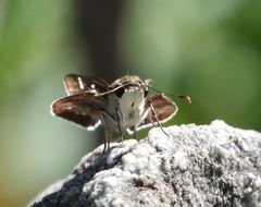 Platylesches moritili