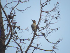Colaptes melanochloros