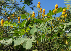 Senna reticulata