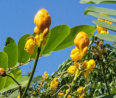 Senna reticulata