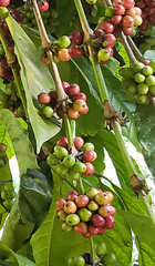 Coffea canephora