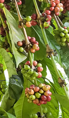 Coffea canephora