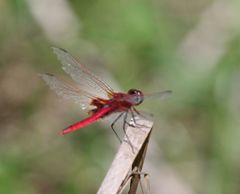 Urothemis