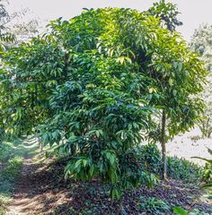 Coffea canephora