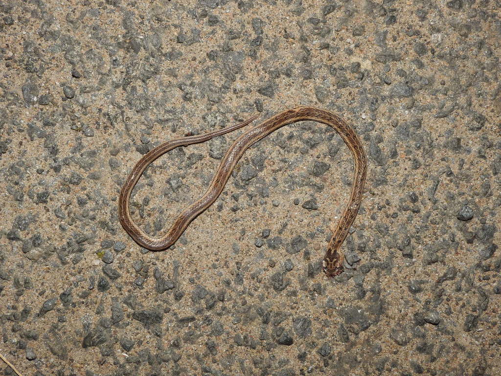 Streaked Kukuri Snake (Oligodon taeniolatus)