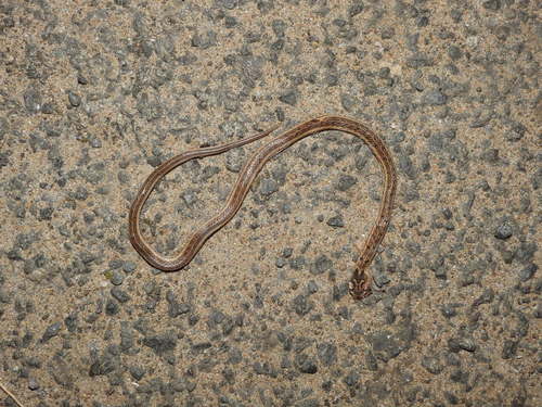 Streaked Kukuri Snake, Oligodon taeniolatus