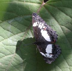 Neptidopsis ophione nucleata