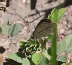 Zizeeria knysna knysna