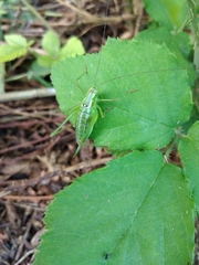 Poecilimon thoracicus