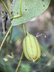 Aristolochia