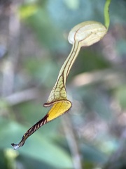 Aristolochia