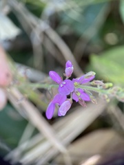 Desmodium