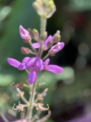 Desmodium
