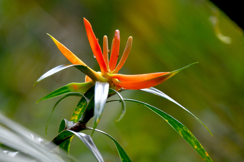 Freycinetia javanica observed 2022-01-22