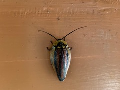 Rochaina phalerata