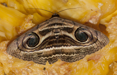 Spirama retorta