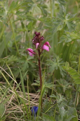 Pedicularis nordmanniana