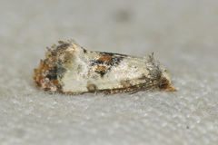 Neocochylis hybridella