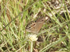 Stegosatyrus periphas