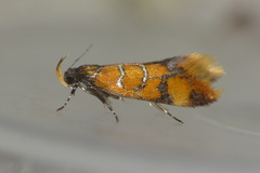 Promalactis procerella