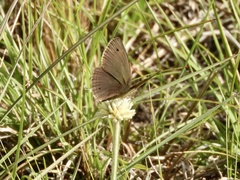 Stegosatyrus periphas