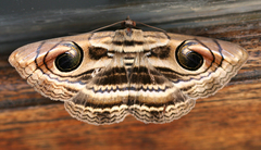 Spirama retorta
