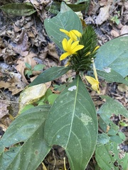 Barleria oenotheroides