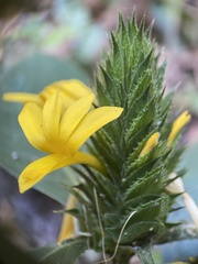 Barleria oenotheroides