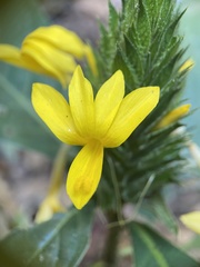 Barleria oenotheroides