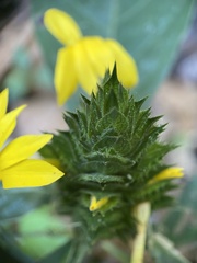 Barleria oenotheroides