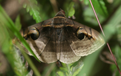 Spirama retorta