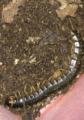 Scolopendra hermosa