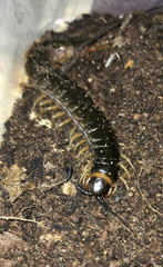 Scolopendra hermosa