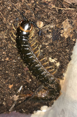 Scolopendra hermosa